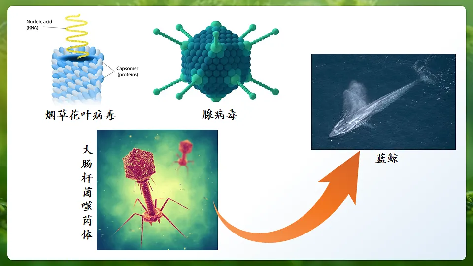 第1节 进化与生物多样性 课件第3页