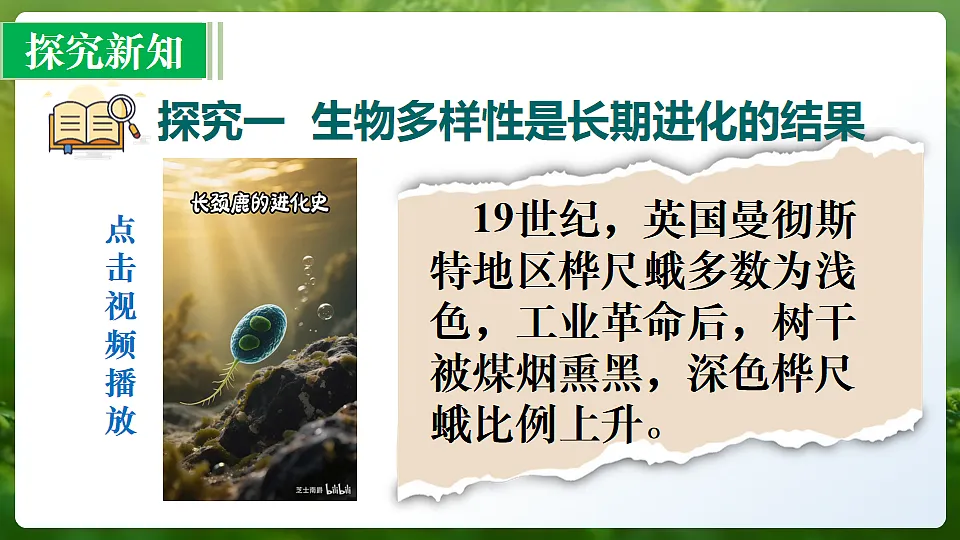 第1节 进化与生物多样性 课件第5页