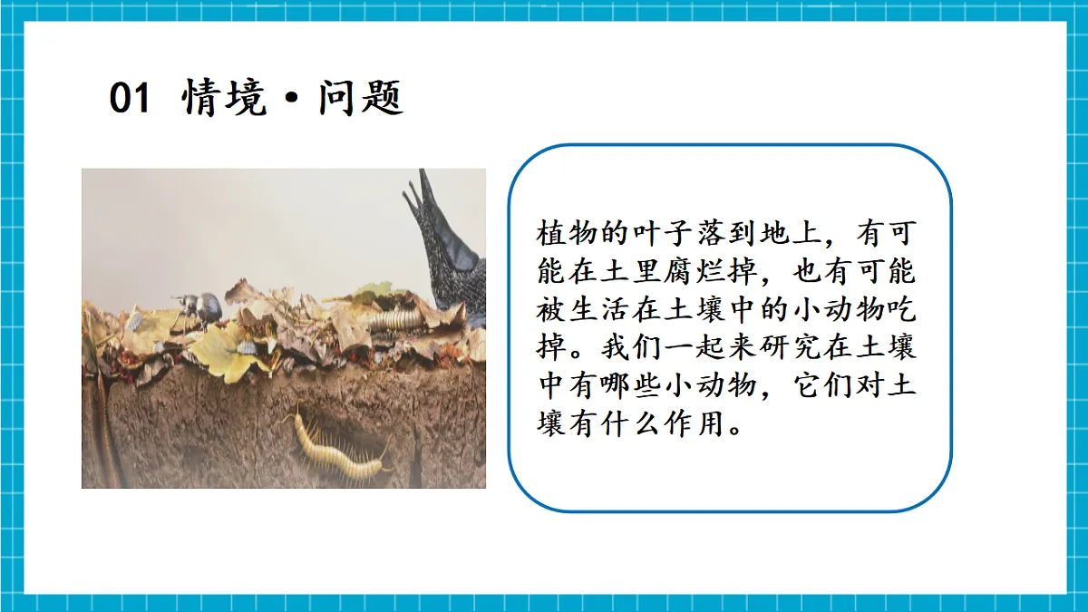 4.19 生机勃勃的土壤（教学课件）第5页