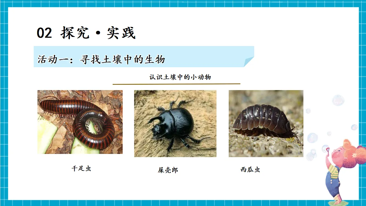 4.19 生机勃勃的土壤（教学课件）第7页