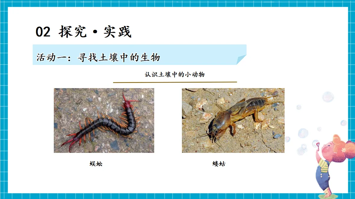 4.19 生机勃勃的土壤（教学课件）第8页