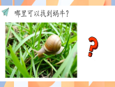 教科版小学科学一年级下册 2.3 给蜗牛建个“家” 课件
