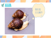 教科版小学科学一年级下册 2.3 给蜗牛建个“家” 课件