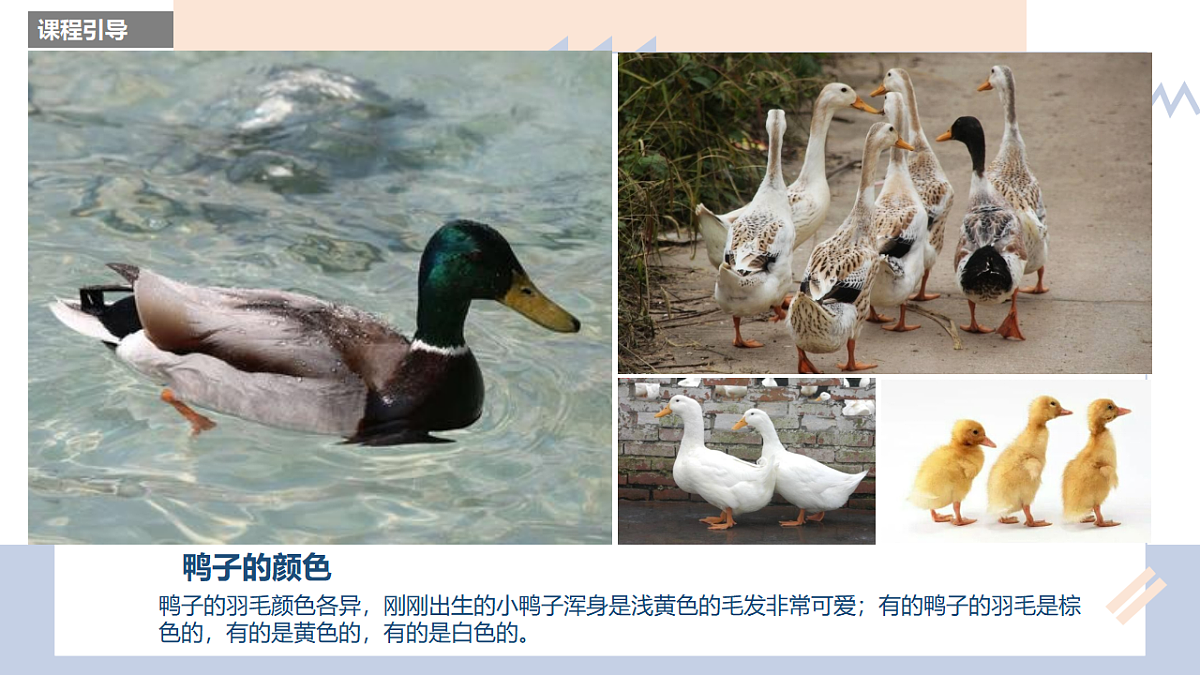 17598057第7页