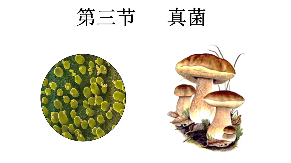 17599178第1页