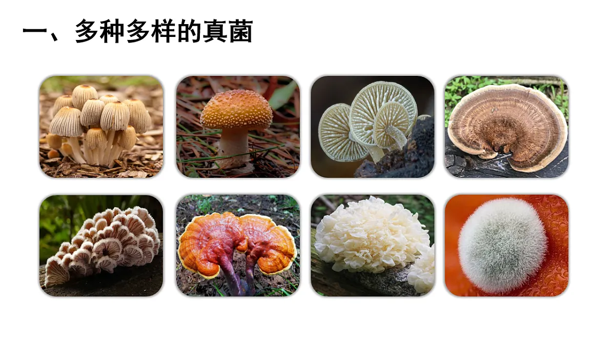 17599178第5页