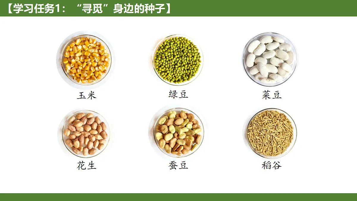 《种子植物》第3页