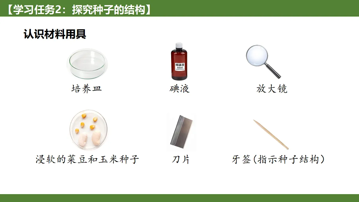 《种子植物》第4页