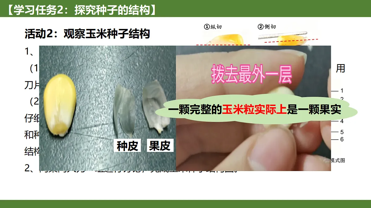 《种子植物》第6页