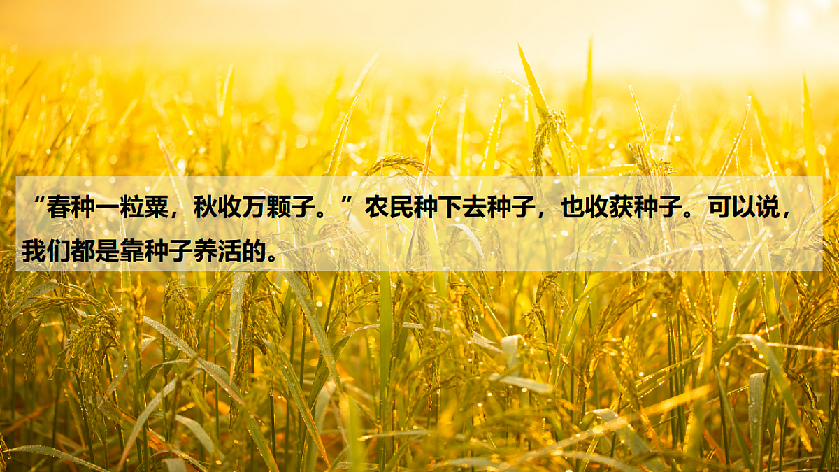 17609248第4页
