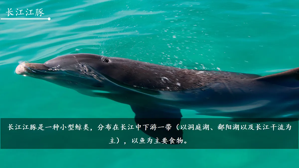 17609257第5页