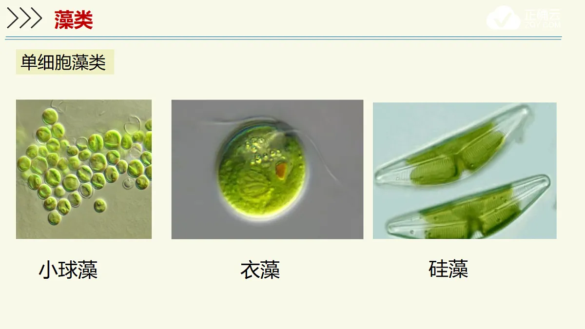 17609266第4页