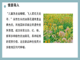 【核心素养目标】苏教版初中生物八年级下册6.20.5杂交育种与转基因育种 课件+教学设计（表格）