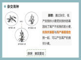 【核心素养目标】苏教版初中生物八年级下册6.20.5杂交育种与转基因育种 课件+教学设计（表格）