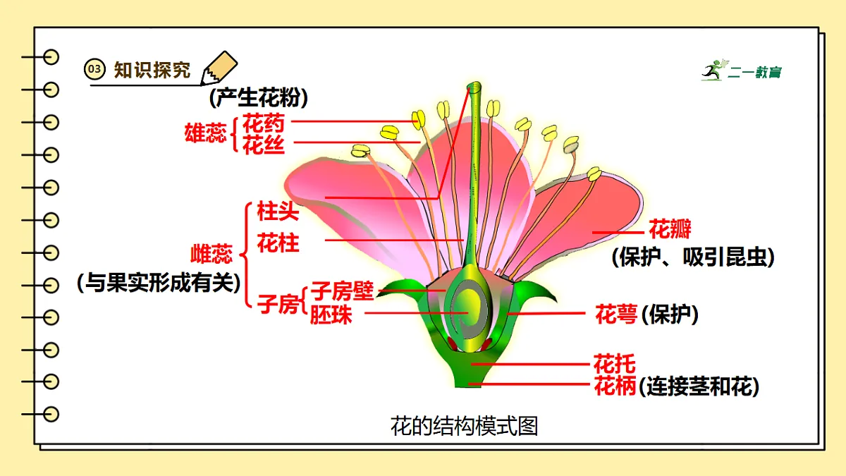 人教版（新课标）生物七下 3.1.3《开花和结果》课件第7页
