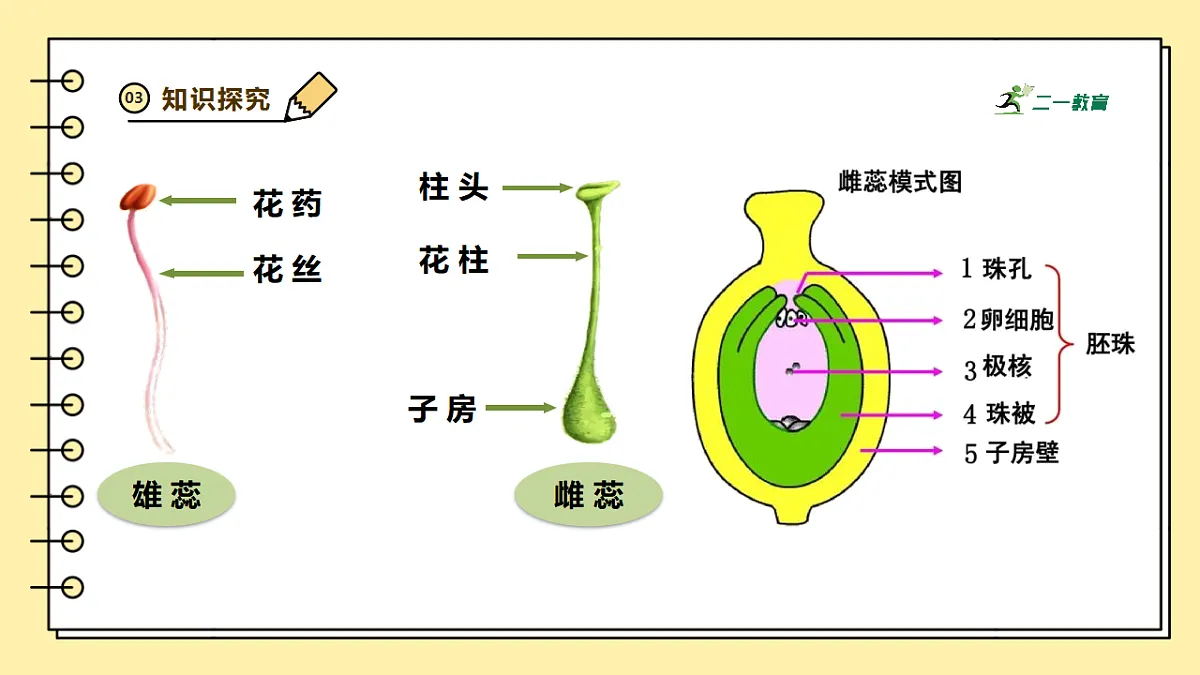 人教版（新课标）生物七下 3.1.3《开花和结果》课件第8页