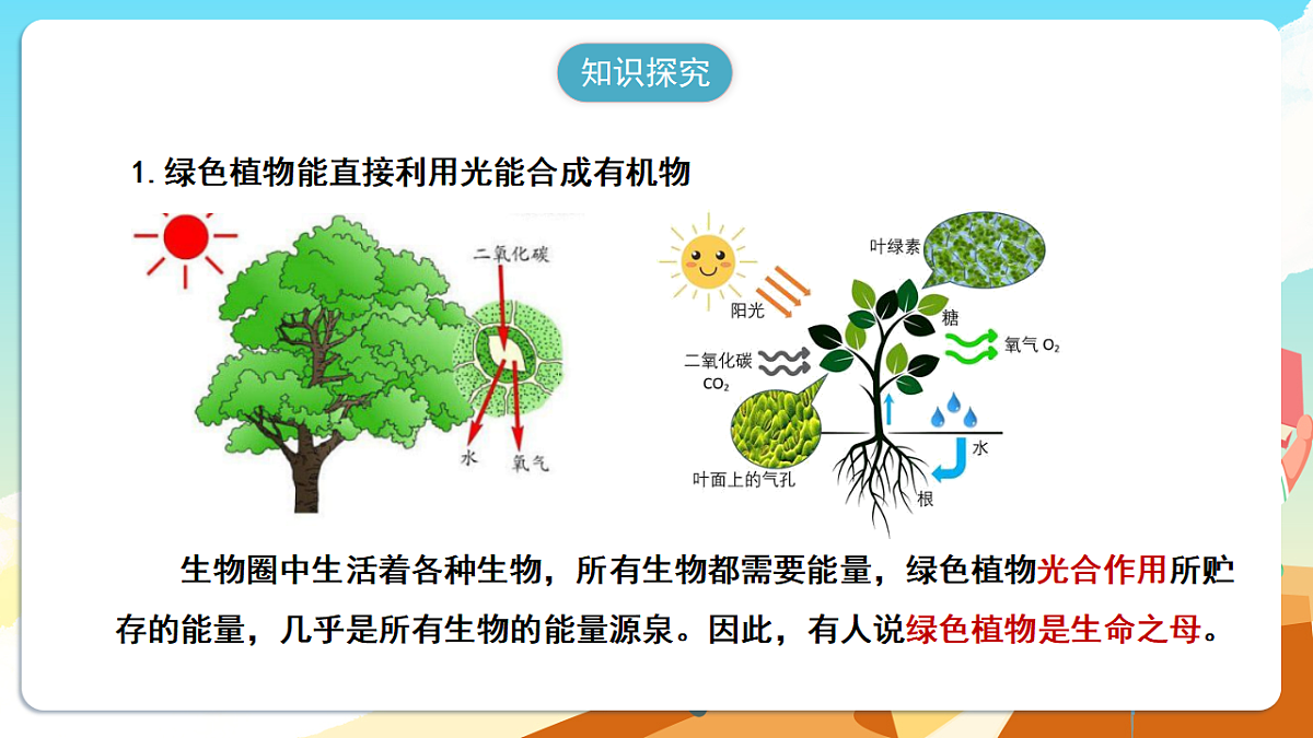 人教版（新课标）生物七下 3.2.4《植物在自然界中的作用》课件第5页