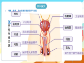 人教版（新课标）生物七下 4.1.1《人的生殖 》课件+教案+分层练习+学案
