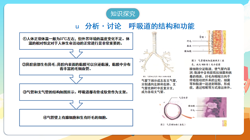 人教版（新课标）生物七下 4.3.1《呼吸道对空气的处理》课件第5页