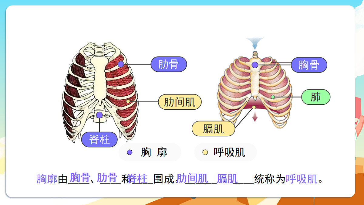 人教版（新课标）生物七下 4.3.2《发生在肺内的气体交换》课件第5页