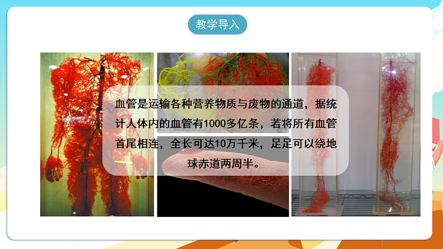 人教版（新课标）生物七下 4.4.2《血流的管道——血管》课件第3页