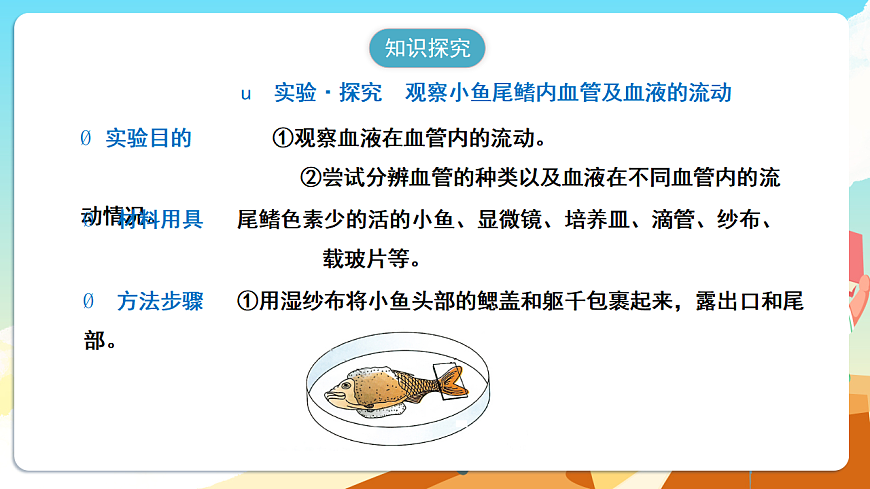 人教版（新课标）生物七下 4.4.2《血流的管道——血管》课件第5页