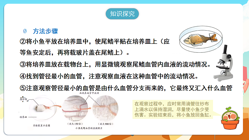 人教版（新课标）生物七下 4.4.2《血流的管道——血管》课件第6页