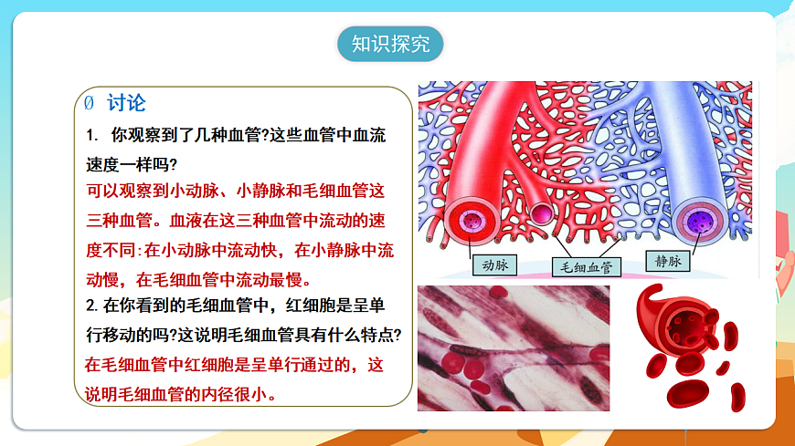 人教版（新课标）生物七下 4.4.2《血流的管道——血管》课件第7页