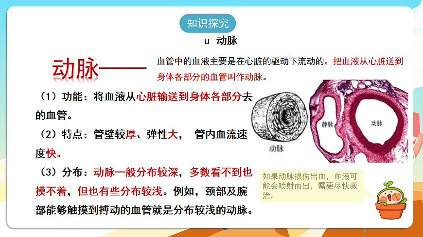 人教版（新课标）生物七下 4.4.2《血流的管道——血管》课件第8页