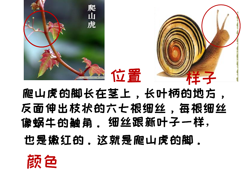 17612450第5页