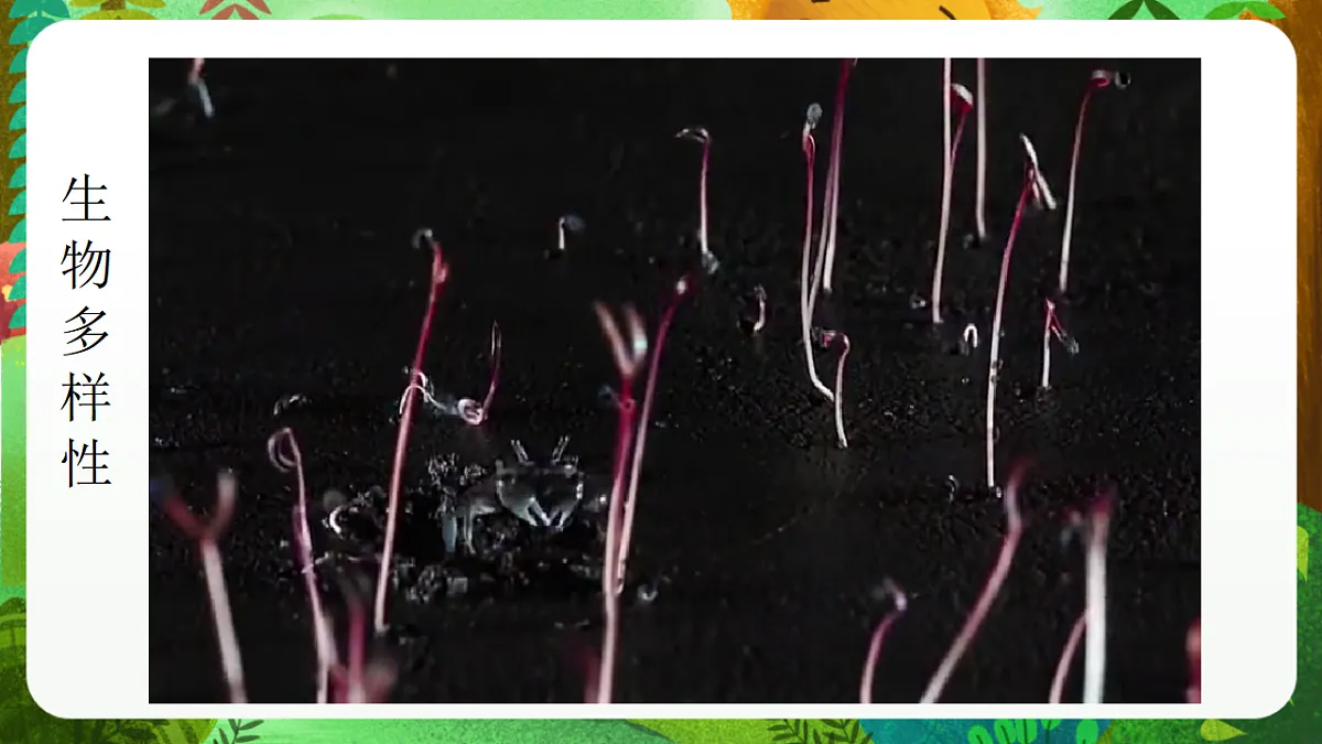 教科版（2017）科学六下2.1《校园生物大搜索》课件第7页