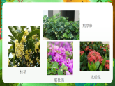 教科版（2017）科学六下2.3《形形色色的植物》课件+教案+学习任务单+课后练习+素材