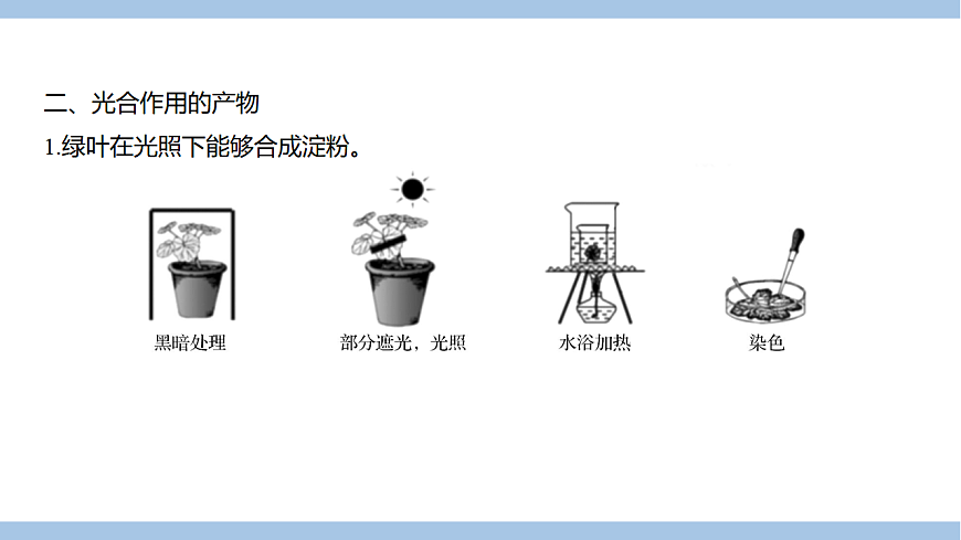 苏教版七年级生物下册第4单元第11章第1节植物的光合作用课件第4页