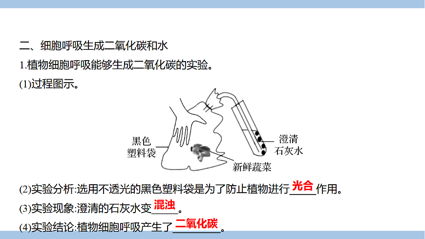苏教版七年级生物下册第4单元第11章第2节植物的呼吸作用课件第4页