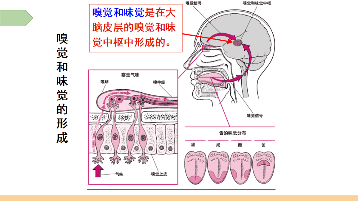 17619617第5页