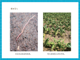 【新教学新课标】大象版科学二上3.3《天气与动植物》课件+课时教案+单元整体教学设计