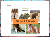 【新教材核心素养】大象版科学三年级上册3.4《昆虫和鱼类》课件+课时教案+单元整体教学设计