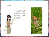 【新教材核心素养】大象版科学三年级上册3.4《昆虫和鱼类》课件+课时教案+单元整体教学设计