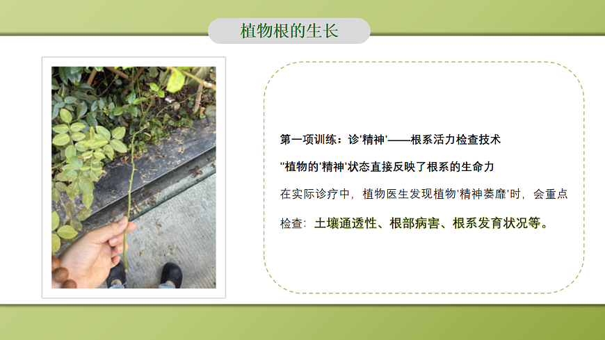 人教版初中生物七年级下册 3.1.2 植株的生长 课件第6页