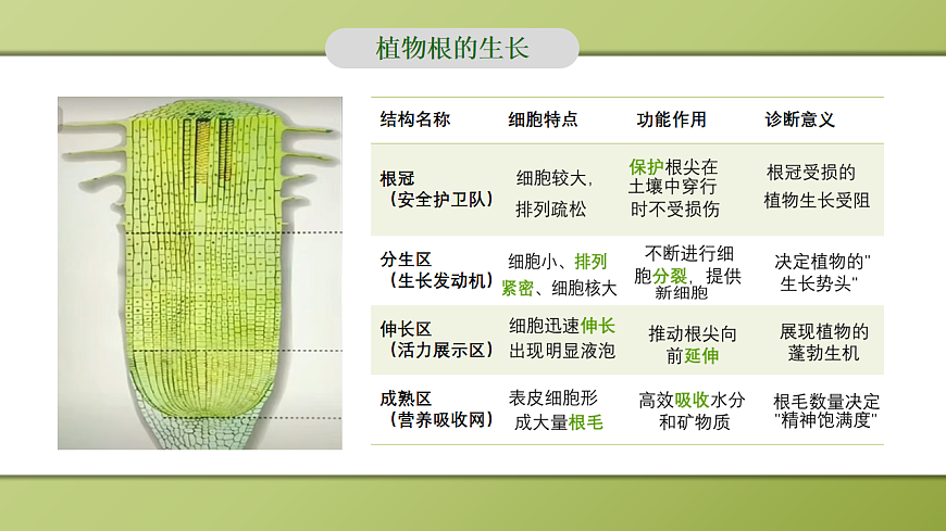 人教版初中生物七年级下册 3.1.2 植株的生长 课件第7页