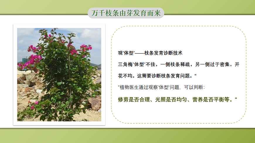 人教版初中生物七年级下册 3.1.2 植株的生长 课件第8页