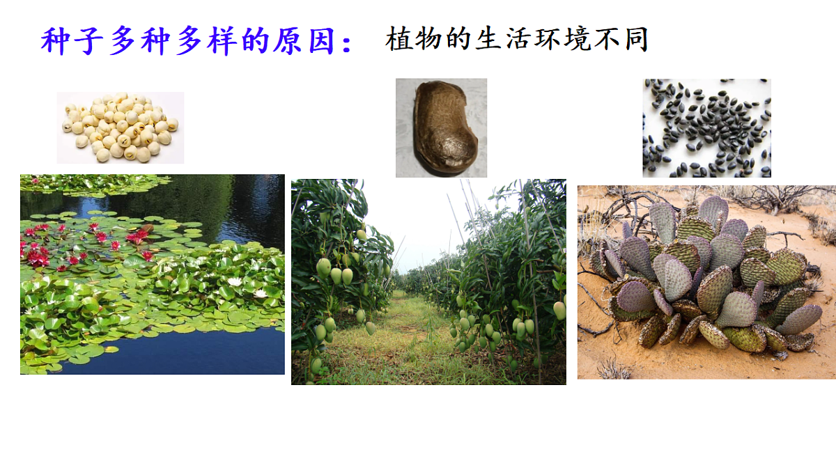 17646009第2页