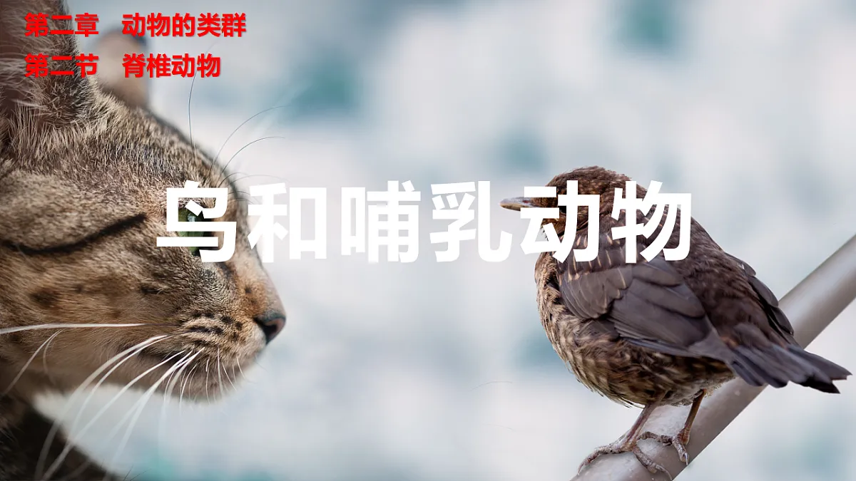 17646014第1页