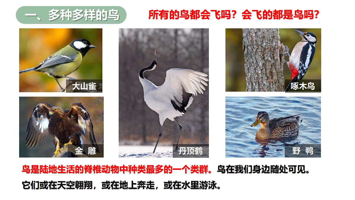 17646014第4页