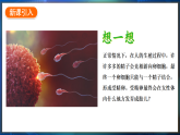 冀少版（2024）生物八年级下册 6.1.1 有性生殖（课件）
