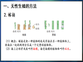 冀少版（2024）生物八年级下册 6.1.2 无性生殖（课件）