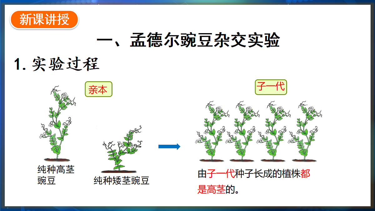 17648729第3页