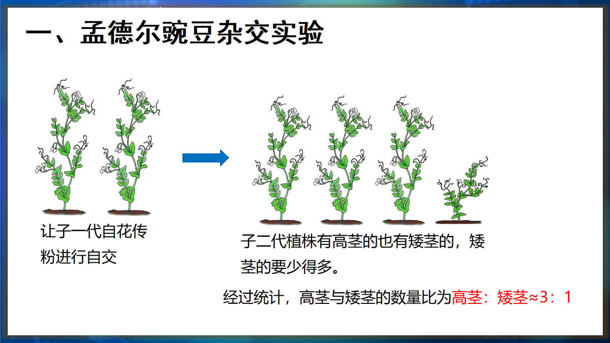 17648729第4页