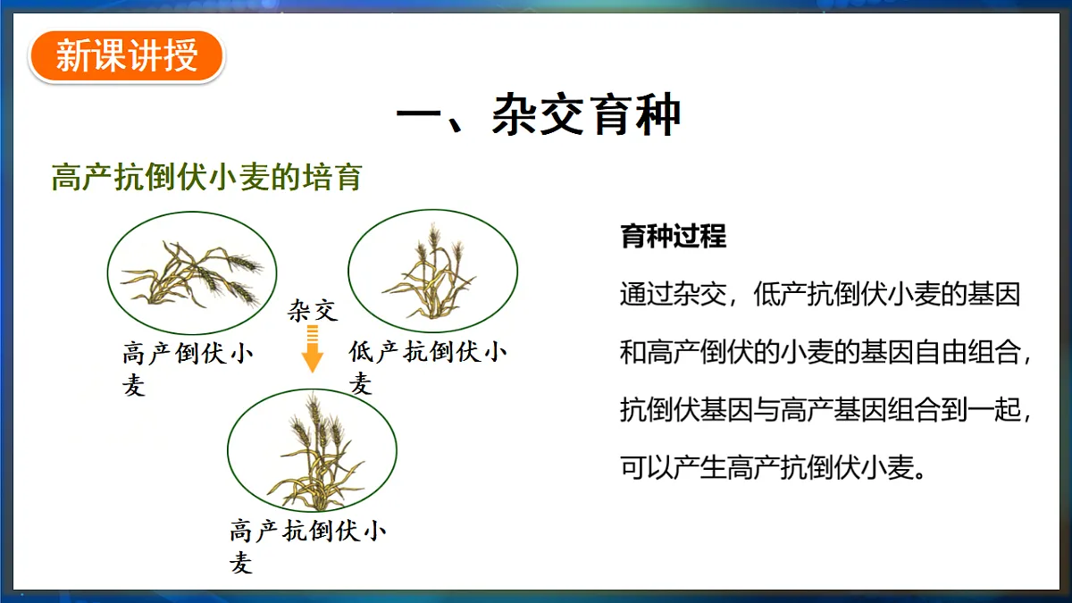17648732第3页