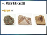 冀少版（2024）生物八年级下册 6.3.2 生物进化的证据（课件）